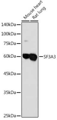 Western Blot: SF3A3 AntibodyAzide and BSA Free [NBP2-94076]